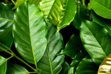 leaves of arabica coffee tree
