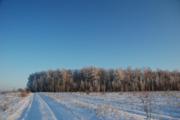 winter forest