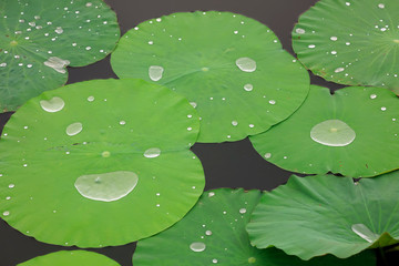 water droplets on lotus leaves