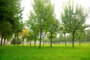 Fototapeta na wymiar trees and grass in the park