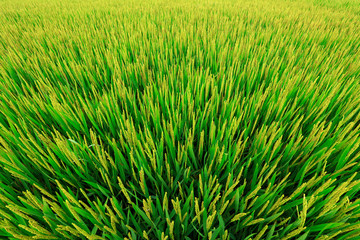 rice field