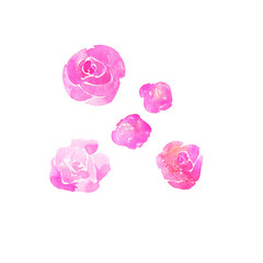 Set of decorative pink roses isolated on white background. Hand drawn watercolor illustration.