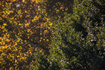 ramas de &aacute;rboles con hojas verdes y amarillas