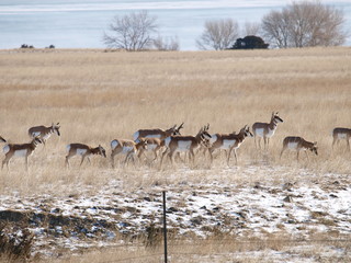 montana antelope herd 