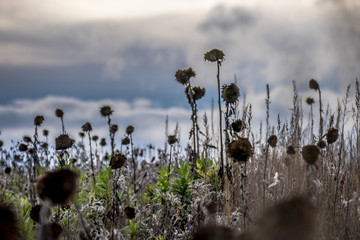 Verwelkte Sonnenblumen im Herbst