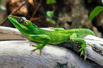 Ritteraanolis