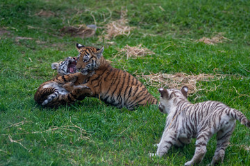 tiger cub playing in the jungle