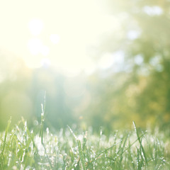 fresh spring background with grass and sun light, square format