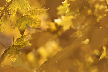 colorful autumn background,with shiny leaves