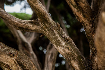 detalle de rama de árbol