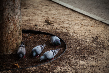 palomas comiendo en suelo de tierra junto a árbol