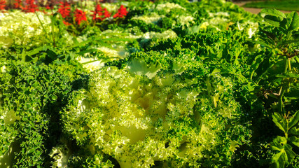Naklejka premium Decorative cabbage with green leaves in the flowerbed