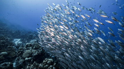 Fototapeta na wymiar Bait ball / school of fish and Blue Runner Jacks in coral reef of Caribbean Sea