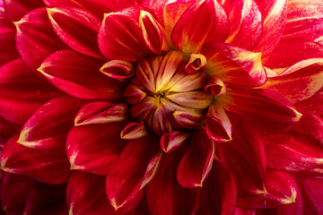 Red dahlia flower isolated on white background