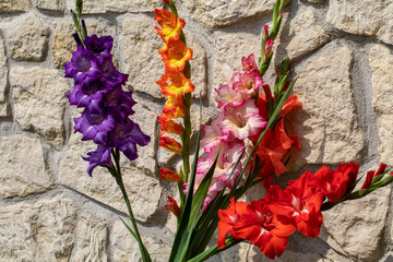 Head of  gladiolus flower against the background of a limestone wall