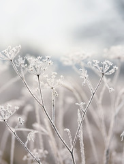delicate dried flowers in the frost. Soft gentle morning light in the haze. Very soft focus.