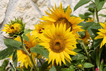 Blooming sunflowers against the background of a limestone wall