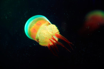 nettle jellyfish