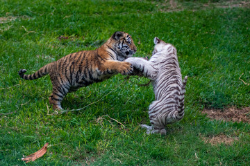 Fototapeta na wymiar tiger cub playing in the jungle