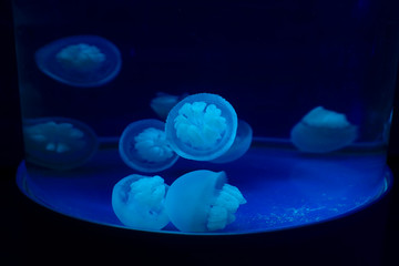 jellyfish