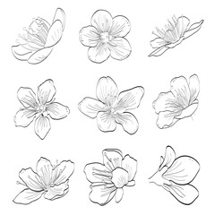 Sakura Hand Drawn Collection