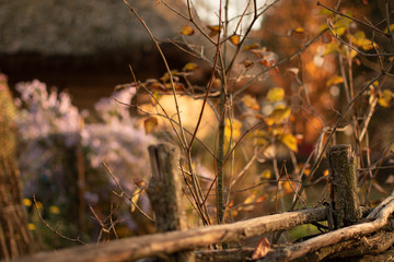 sunset in the forest