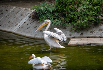 White Pelicans birds in a pond on a sunny day