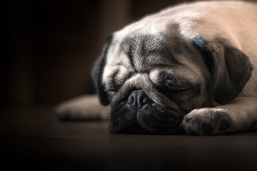 Close-up face of cute dog pug and bored face sleep on the floor