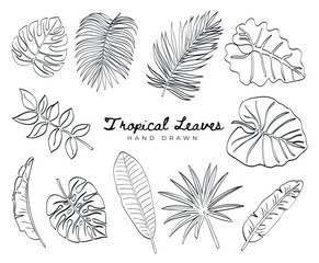 Tropical Leaves Hand Drawn Collection