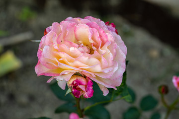 pink roses flowers on the branch in the garden