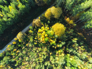 Aerial view forest. Autumn forest aerial drone view. Beautiful yellow and green  autumn forest. Hemsted Forest, Englang, UK.