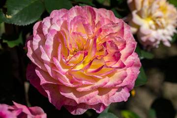 Colorful roses flowers on the branch in the garden