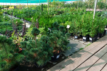 Nursery for the sale of seedlings of agricultural crops-decorative and fruit and berry.