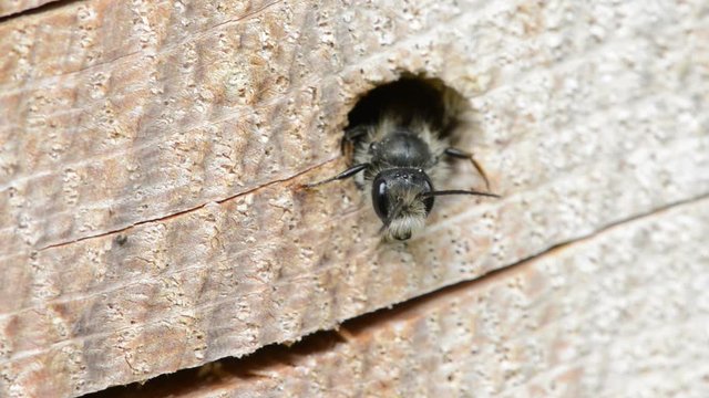 solitary wild bee (Osmia bicornis) looking out of a hole in a tree trunk. insect hotel