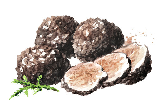 Black truffle mushrooms with forest green moss branch, Watercolor hand drawn illustration  isolated on white background