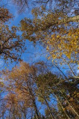 yellow tree in autumn on blue sky background