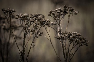 fungus on dry grass in winter