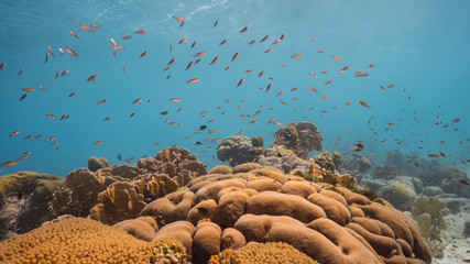 Seascape of coral reef in the Caribbean Sea around Curacao with coral and sponge