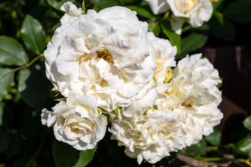 Obraz na płótnie Canvas White roses flowers on the branch in the garden