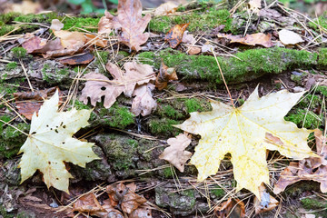 Golden maple leaves lie on the forest floor with dry pine needles, brown oak leaves and green moss.