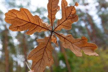 Oak branch in the form of a windmill, with dry leaves on the background of the forest with gaps in the sky.