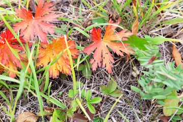 Red, autumn leaves of meadow flowers on a background of dry, brown grass.