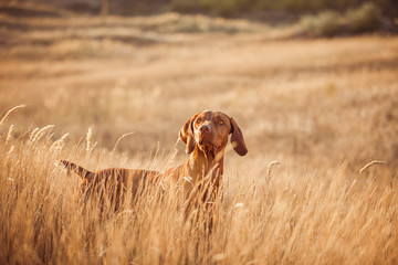 Vizsla red dog dry grass 
