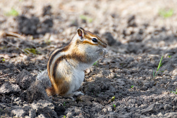 Cute chipmunk sitting on the ground and eating