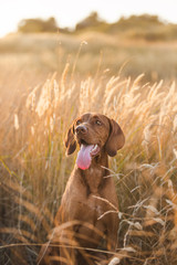 Vizsla red dog dry grass smiling sunset