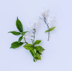 Mackaya Bella Shrub White flowers