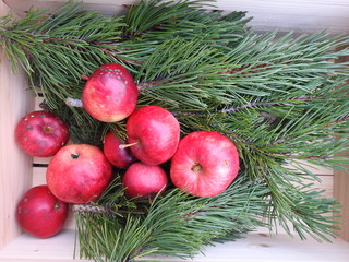 Apples on pine branches