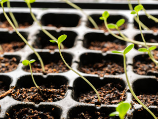 The Zinnia Planted by Seeds in a Seed Tray,Stretched into a Curve to Receive Light from The Outside