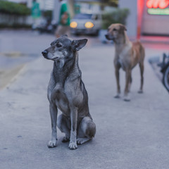 A dog waiting on sidewalk .