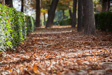 camino con árboles y hojas en otoño